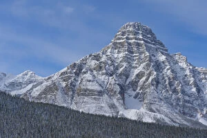2021 January Highlights Gallery: Snow covered Mount Chephren, coniferous forest below. Banff National Park, Alberta