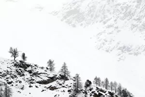 Snow covered mountain slopes with pine trees in Gran Paradiso National Park, Italy