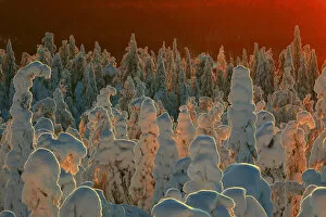 2021 February Highlights Gallery: Snow-covered taiga forest in Finland. Honoured in the MontPhoto awards 2020