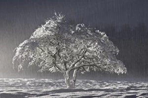 Snow covered tree, Northumberland, England. November 2010