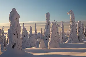 Lapland Prints: Snow-covered trees in winter, Riisitunturi National Park, Lapland, Finland. January, 2024