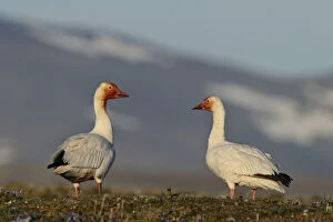 Anser Caerulescens Gallery: Snow geese (Chen caerulescens caerulescens) pair in habitat, with rusty orange faces