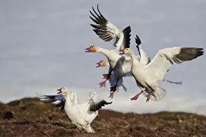 Images Dated 11th June 2011: Snow geese (Chen caerulescens caerulescens) group calling and landing, Wrangel Island