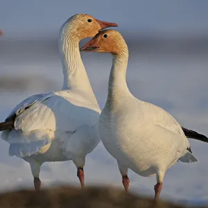 Snow geese (Chen caerulescens caerulescens) pair in courtship display, Wrangel Island