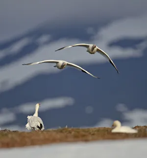 Snow geese (Chen caerulescens caerulescens) pair in flight, Wrangel Island, Far Eastern Russia