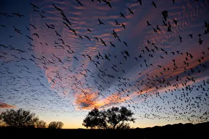 Images Dated 25th November 2010: Snow Geese (Chen caerulescens) in flight, silhouetted against colourful dusk sky