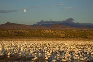 Moon Prints: Snow Geese (Chen caerulescens) large flock in pool at Bosque Del Apache National Wildlife