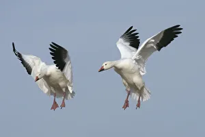 Snow goose (Anser caerulescens), in flight, Bosque del Apache National Wildlife Reserve