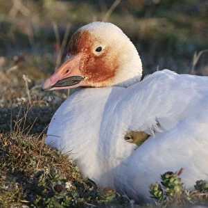 Snow goose (Chen caerulescens caerulescens) brooding chicks, with rusty orange face