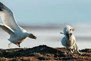 Anseriformes Gallery: Snow goose (Chen caerulescens) mobbing Arctic fox (Alopex lagopus) Wrangel Island