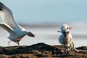 Russia Prints: Snow goose (Chen caerulescens) mobbing Arctic fox (Alopex lagopus) Wrangel Island