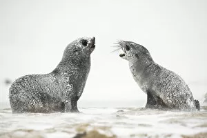 Arctocephalus Gazella Gallery: Snow and ice covered Antarctic fur seals (Arctocephalus gazella) play and rest