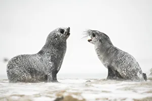 Arctocephalus Prints: Snow and ice covered Antarctic fur seals (Arctocephalus gazella) play and rest