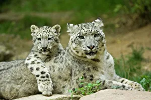 Snow leopard mother (Uncia uncia) with cub, captive, occurs in mountains of central