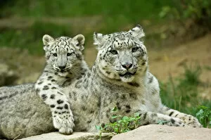 Babies Gallery: Snow leopard mother (Uncia uncia) with cub, captive, occurs in mountains of central