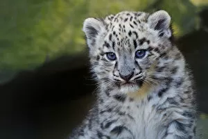 Size Gallery: Snow leopard (Panthera uncia) age three months, captive