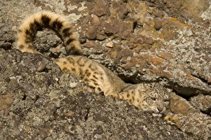 Snow leopard {Panthera uncia} camouflaged in crevice on rocky ground, China, captive