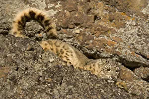 Snow leopard {Panthera uncia} camouflaged in crevice on rocky ground, China, captive Snow leopard {Panthera uncia} camouflaged in crevice on rocky ground, China, captive
