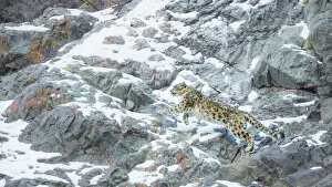 Snow Leopard (Panthera uncia) climbing up mountain slope, Hemis National Park, India