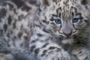 Images Dated 9th July 2016: Snow leopard (Panthera uncia) cub age three months, captive