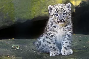 Images Dated 9th July 2016: Snow leopard (Panthera uncia) cub age three months, captive