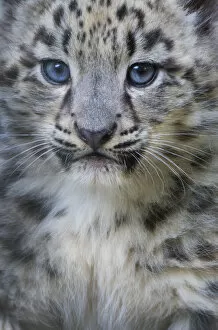 2018 January Highlights Gallery: Snow leopard (Panthera uncia) cub age three months, captive