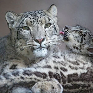 August 2023 Highlights Collection: Snow leopard (Panthera uncia) cub grooming mother, San Francisco Zoo, California, USA. Captive