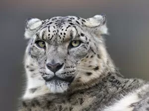 2020 May Highlights Gallery: Snow leopard (Panthera uncia) with ears back. Captive