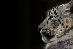 Snow Leopards Gallery: Snow leopard (Panthera uncia) female, captive