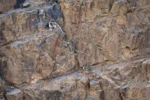Himalaya Prints: Snow Leopard (Panthera uncia) female with two cubs climbing a canyon cliff at dusk at 4400 metres