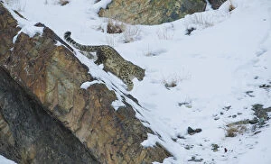 Images Dated 15th February 2013: Snow leopard (Panthera uncia), Hemis National Park, Ladakh, India, February
