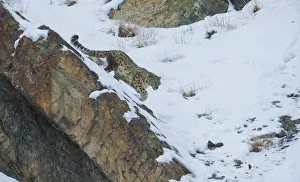 Snow leopard (Panthera uncia), Hemis National Park, Ladakh, India, February