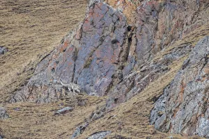 Sichuan Prints: Snow leopard (Panthera uncia) hunting and stalking through the mountains in Serxu