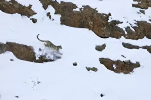 Images Dated 14th February 2017: Snow leopard (Panthera uncia) male running hunting Himalayan ibex on the snow in Spiti valley