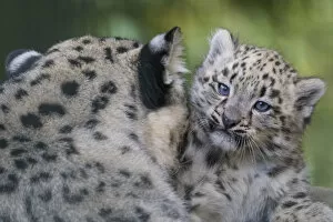 Snow leopard (Panthera uncia) mother grooming cub age three months, captive