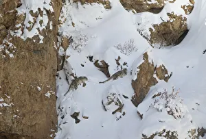 Himalaya Prints: Snow leopard (Panthera uncia) mother and her sub-adult cub climbing up steep mountainside