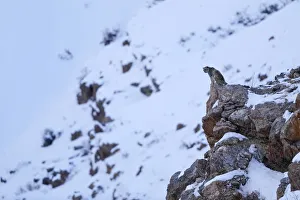 Himalaya Prints: Snow leopard (Panthera uncia) old male at dusk looking from a cliff ledge in Spiti valley