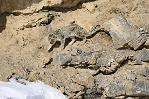 Himalaya Prints: Snow leopard (Panthera uncia) old male walking on a cliff ledge in Spiti valley