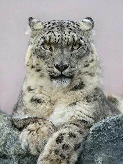 Snow leopard (Panthera uncia) portrait with ears back. Captive