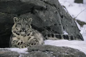 Snow Leopards Gallery: Snow leopard {Panthera uncia} resting by rocks in snow, captive