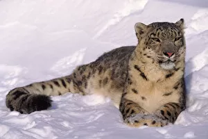 Snow Leopards Gallery: Snow leopard (Panthera uncia) resting in snow. Captive