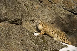 Snow Leopards Gallery: Snow leopard {Panthera uncia} on rocky ground, China, captive