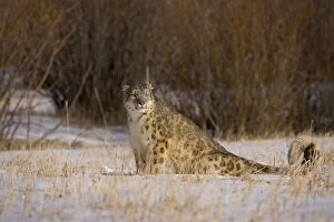 Snow Leopards Gallery: Snow leopard {Panthera uncia} sitting in snowy landscape, China, captive
