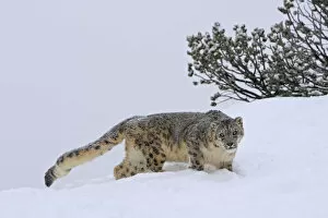 Snow Leopards Gallery: Snow leopard (Panthera uncia) in snow, captive, USA