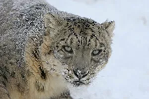 Direct Gaze Gallery: Snow leopard (Panthera uncia) in snow, captive, USA