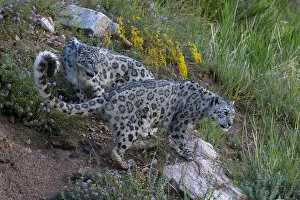 Images Dated 24th October 2018: Snow leopard (Panthera uncia) Tian Shan / Celestial Mountains, Kyrgyzstan, captive