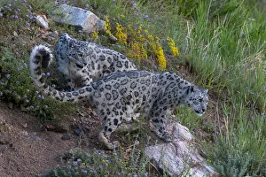 Snow leopard (Panthera uncia) Tian Shan / Celestial Mountains, Kyrgyzstan, captive