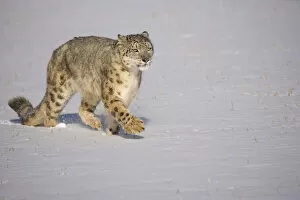 Snow Leopards Gallery: Snow leopard {Panthera uncia} walking over snow, China, captive