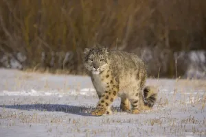 Snow leopard {Panthera uncia} walking across snowy landscape, China, captive