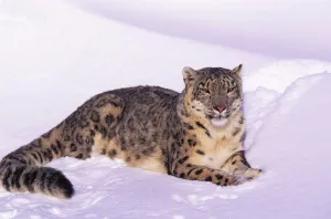 Snow leopard resting in snow (Panthera uncia) Captive